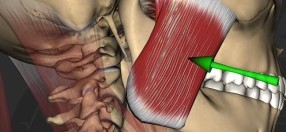 الاختلاف في الوظيفة الماضغة عند مرضى لديهم أسنان معالجة لبياً ومرضى لديهم تعويضات سنية مدعومة بغرسة مفردة- دراسة مع الأدلة